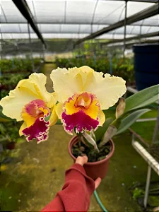 Pot. Queen of Carnival 3 - 3 Espatas Florais + Vaso Super cheio