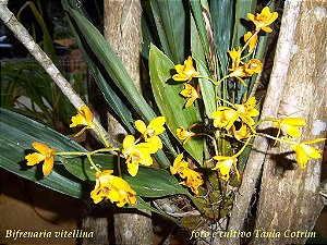 Bifrenaria Vitellina - Tamanho 3