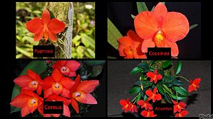 Kit 4 Sophronitis - Pygmaea | Cernua | Acuensis |Coccinea