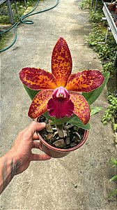 Cattleya (Royal Cognac x Rustic Spots) 1 - Florida (Cor Forte)
