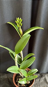 Cattleya (Royal Cognac x Rustic Spots) 2 - Cacho de Botoes (Importada)