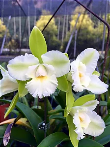 Epc. Siam Jade 'AVO' 2 - Espata FLoral