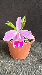 Hadrolaelia Pumila 1 - Florida + Frente com Botao