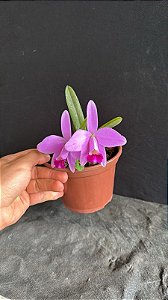 Hadrolaelia Pumila 3 - 2 Frentes com Flores