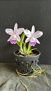 Lc. Mini Purple Coerulea 'Suzuki' 1 - 2 Frentes Floridas