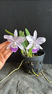 Lc. Mini Purple Coerulea 'Suzuki' 2 - 2 Frentes Floridas