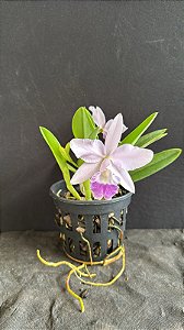 Lc. Mini Purple Coerulea 'Suzuki' 3 - 4 Frentes Floridas