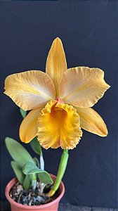 Blc. Gisele 'Bundchen' 1 - Florida (Gigante e Otima Fllor)