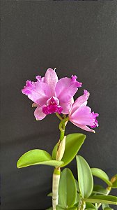 Cattleya Interglossa (Intermedia x Amethystoglossa) 1 - Cacho de Flor