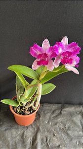 Cattleya Interglossa (Intermedia x Amethystoglossa) 3 - Florida
