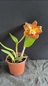 Blc. (Hawaiian Galaxy x Waianae Leopard) - Florida