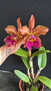 Blc. (Schilleriana x Chunyeah 17) - 2 Flores (Bronze - Otima Floracao)