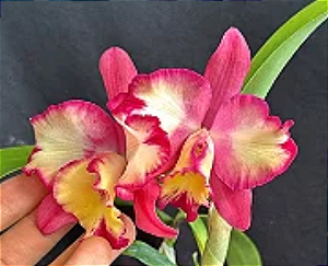 Cattleya Fire Fantasy 'Hihimanu' - Vegetal com brotacao