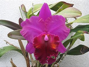 Blc. China Lady 'Orchis' - Espata FLoral