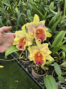 Blc. Amazing Thailand 'Gold Star' - 2 Espatas Florais (Botao)