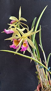 Brassavola Tuberculata x Cattleya Dowiana - Florida