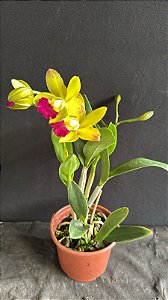Blc. (Chinese Bronze x Nobile's Confetti) 3 - 2 Frentes com Flores