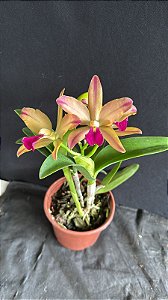 Blc. (Chinese Bronze x Nobile's Confetti) 4 - Super Flamea