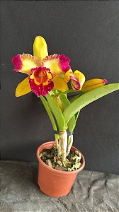 Blc. Nobile's Tropical Sunset - 3 Flores