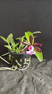 Cattleya Aclandiae Nigrescens - Florida