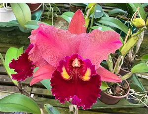 Blc. Mirian Suzuki 'Pink Pearl' - Espata FLoral