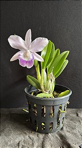 Lc. Mini Purple Coerulea 'Suzuki' 1 - Florida