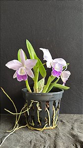 Lc. Mini Purple Coerulea 'Suzuki' 2 - 3 Frentes Floridas