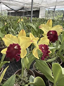 Blc. Toshie Aoki 'Robin' 1 - 2 Botoes