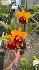 Blc. Rodrigo Suzuki 'Orange' 1 - 2 Frentes com Botoes