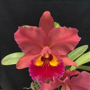 Blc. NSA Linda Dona - 3 Espatas Florais