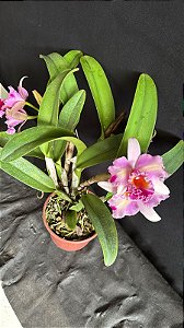 Blc. (Macki Flare x Hall of Fame) - 3 Frentes Floridas