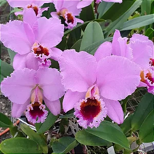 Cattleya Percivaliana Thiago 2 - 2 Espatas Florais+ Vaso Super Cheio