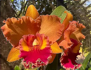 Blc. Mirian Suzuki 'Orange Crush' 1 - 3 Espatas Florais