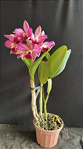 Pot. (Haw Yuan Glory x Golden Acclain) 'Pokemon' - Cacho de Flores (Antiga)