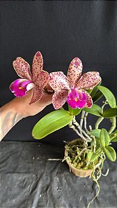 Cattleya Pao de Acucar - 2 Flores (Gigante - Antiga)