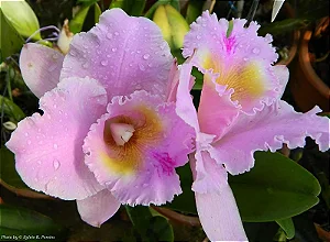 Blc. Turandot 'Guaxupe' 1 - 3 Espatas Florais