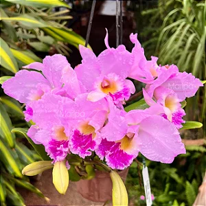 Cattleya Beatriz Kunning 1 - 4 Espatas Florais