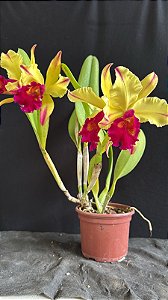 Blc. Dora Louise Capen 'Lea' 2 - 2 Frentes com Flores