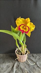 Blc. Nakornchaisri Delight #2 - 2 Flores