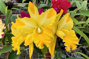 Blc. Suzuki's Yellow Flare - 2 Espatas Florais (Botao)