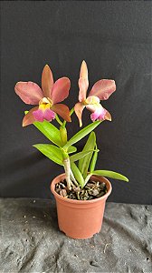 Blc. (Chinese Bronze x Nobile's Confetti) - 2 Flores (Otima Cor e Forma)