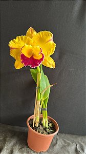 Blc. Saeng U-SA - Florida