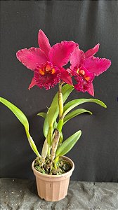 Blc. Suzuki's Colossus 'Red' 1 - 2 Flores