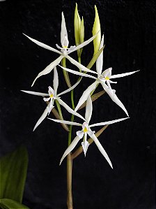 Epidendrum Viviparum - Adulto