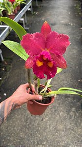 Blc. NSA Linda Dona - Florida + Espata Floral (Otima Forma)