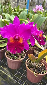 Blc. Herons Roon 'Grapeland' - Botoes Subindo