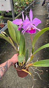 Cattleya Labiata (Semi Alba 'Carnea' x Tipo) - 2 Frentes Floridas