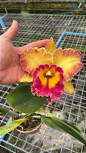 Blc. Chomthong Fancy 2 - 2 Espatas Florais (Botao)