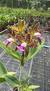 Cattleya Guttata Tipo 'Super Pintada' - Cacho de Flores