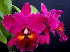 Blc. Edisto 'New Berry' 1 - 2 Frentes com Botoes